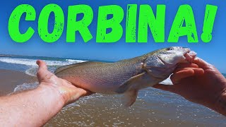 Why You Should Surf Fishing for Corbina [upl. by Aivonas348]