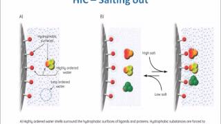 Hydrophobic Interaction Chromatography Theory and Principle [upl. by Arivle]