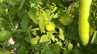 Long green bean Khmer amp Italian Gourd [upl. by Stent474]