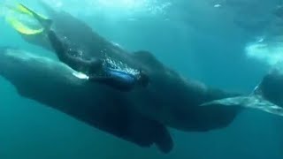 Diving with Whales  Oceans  BBC Earth [upl. by Addiego]