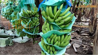 Proceso del Banano en Ecuador l Siembra Cosecha y Exportación [upl. by Ressan]