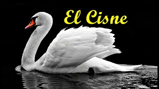 Cisne vulgar o cisne blancoDatos y características [upl. by Aseek711]