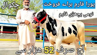 Heifers for sale in Chakwal  Australian breeder  Top class Top breed Heifers and Breader [upl. by Amlus]