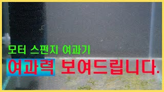 모터 스펀지 여과기 여과력 보여드립니다여과기 추천 어항 열대어 모니아 [upl. by Ilak928]