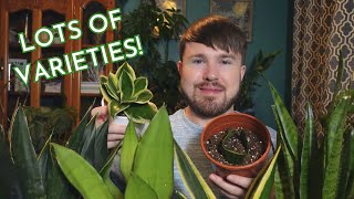 Sansevieria Complete Care Guide  Origins Plant Care and Propagation 3 Methods [upl. by Milano]