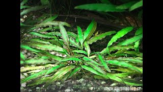 Cryptocoryne willisii  Akvarijní rostliny  SURPANcz [upl. by Cathyleen]