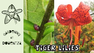 How to Propagate Tiger Lilies from Bulbils  Quick amp Easy Guide [upl. by Elockcin341]