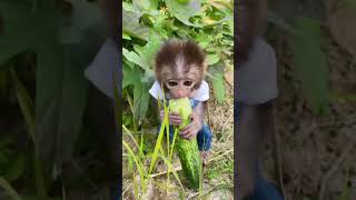 Monkey boy  monkeymonkeylove Monkeymonkeyvideomonkeys cute comedy trending [upl. by Loginov]