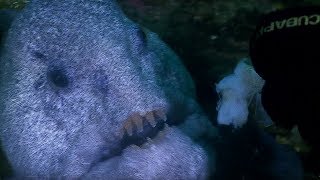 Meeting the Incredible WOLF EEL  Deadly 60  BBC Earth [upl. by Iramat300]