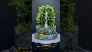 Moss Terrarium ～24015～ コケリウム shorts terrarium 苔テラリウム 苔 moss 苔 [upl. by Kanal]