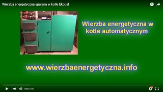 Wierzba energetyczna spalana w kotle Ekopal [upl. by Harwin336]