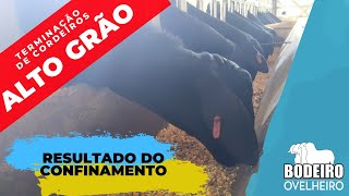 Confinamento de Cordeiros da Raça Santa Inês em Dieta com Alto Grão  Resultado do Confinamento [upl. by Asinla]