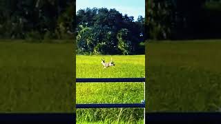 Feeling frisky whitetaildeer subscribe short [upl. by Ophelia]