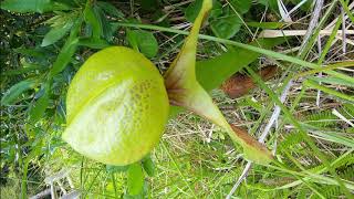 Darlingtonia Wayside [upl. by Nwad]