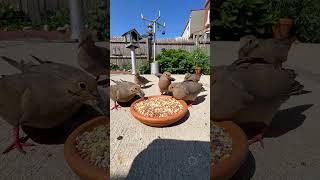 Beautiful mourning doves are never late for their meal shorts [upl. by Secundas]