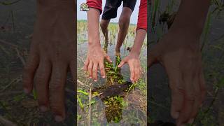 😲Big Catfish Catching By Hand In Flood Water Part4🌻 catfish channa ikan [upl. by Bessie]