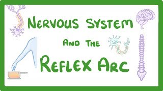 GCSE Biology  Nervous System and Reflex Arc 58 [upl. by Cornia412]