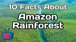 10 Mind Blowing Facts About The Amazon Rainforest [upl. by Gnahk846]