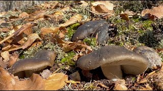 Hygrophorus marzuolus martovke 1232023 [upl. by Helas985]