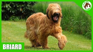 10 Facts About the Briard Dog [upl. by Naro465]