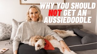 AUSSIEDOODLE  5 Reasons You Should NOT Get an Aussiedoodle  Torey Noora [upl. by Merwin]