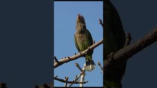 He Sings With Closed Bill  Brown headed Barbet [upl. by Philippe]