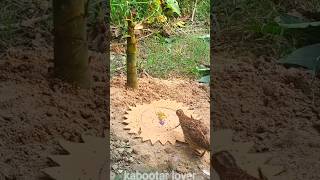 Unique bird trap using paper amp bamboo shoots shorts [upl. by Oznecniv]