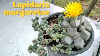 Introducing one of the most beautiful plants in the world called Lapidaria margaretae cube plant [upl. by Bartie]