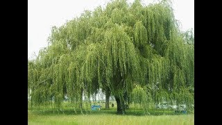 Weeping willow tree  Salix babylonica  Why i use this tree in my pond [upl. by Auria]