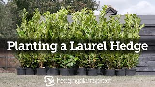 How to plant a Laurel Hedge [upl. by Nannahs]