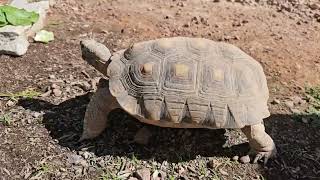 IS YOUR TORTOISE CHANGING IN SEPTEMBER water deserttortise changes uniquepets [upl. by Sandor391]