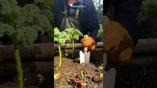 Wunderschöne Garten Ideen für den Frühling 🥕 gardening spring naturgartenideen [upl. by Adriane667]