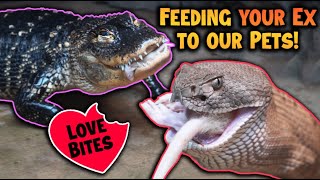 Feeding Your Exes to our Reptiles for Valentines Day [upl. by Leahcimrej]