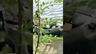 baby caught giant fish fishingvideo fishing bluefishing [upl. by Cobby556]