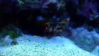 Mantis Shrimp Attack turn volume up [upl. by Lock]