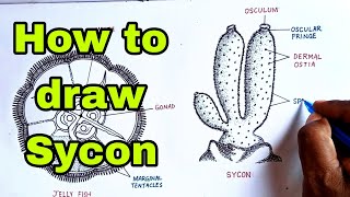 How to draw Sycon diagramsyconspongesycondiagramsycondrawingbiology [upl. by Niveb]