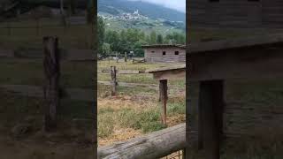 🇮🇹 Agriturismo Asinello Valtellina 🐐18082024 [upl. by Nevur472]