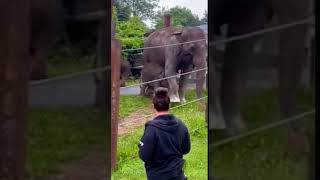 Baby twin elephants at Rosamond Gifford Zoo NY [upl. by Weisbart]