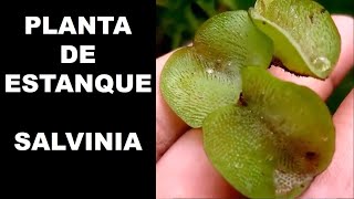 Salvinia molestaPlanta de estanque [upl. by Teillo]