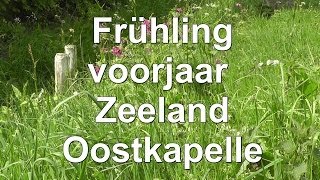 Frühling  voorjaar  Zeeland  Oostkapelle  Urlaub  Holland  Meer  See [upl. by Sallad]