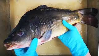 Anatomy Insights  Rayfinned Fishes Sturgeon Trout Carp Zebrafish and Sole Dissections [upl. by Lrae]