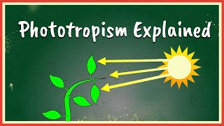 Phototropism Explained [upl. by Ailehc]