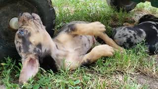 Catahoula puppy howl [upl. by Madelena978]