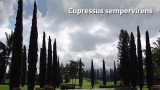 Cupressus sempervirens Growing Guide Italian cypress by GardenersHQ [upl. by Unity354]