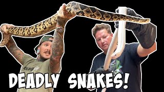 Men Survive Deadly Snake Bites With Tyler Nolan [upl. by Fortna]