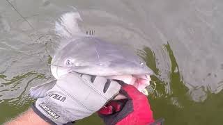 How to Catch Big Catfish Tennessee River plus Planer Boards Equals Monster Big Blues [upl. by Eynahpets]