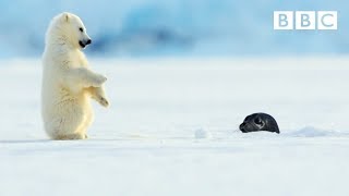 Polar bear cub is surprised by a seal  Snow Bears Preview  BBC One [upl. by Mihalco]