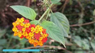 Lantana camara an urban plant edible fruits by birds medicinalplant odisha cuttack [upl. by Doralin]