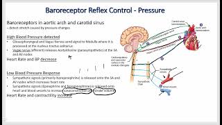 Cardiovascular Physiology  Blood Pressure Control Systems [upl. by Kirkpatrick]