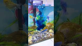 💦🐟Good for fish health aquarium minifishtank waterlife trendingshorts subscribe [upl. by Evatsug]